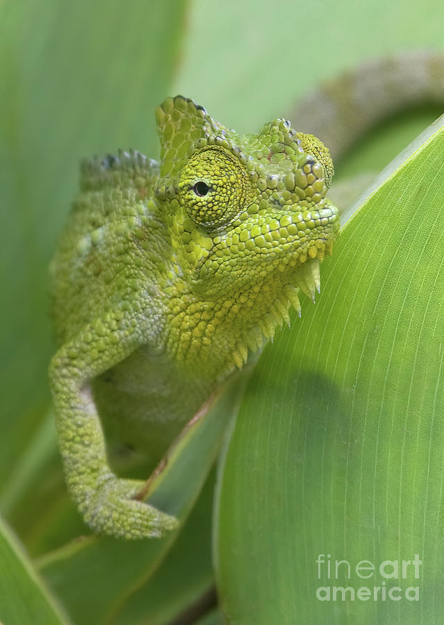 Flap-necked Chameleon Photograph by Chris Scroggins