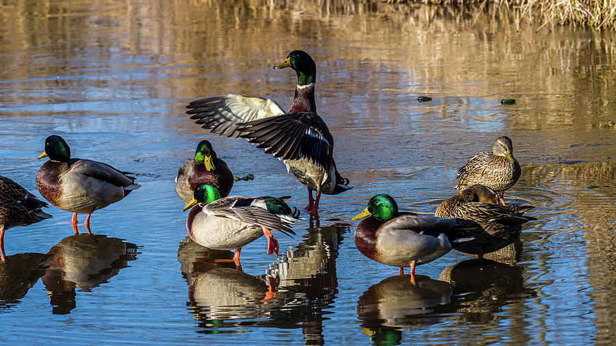 Flaping Our Wings - Mallard Ducks Photograph by Louis Dallara
