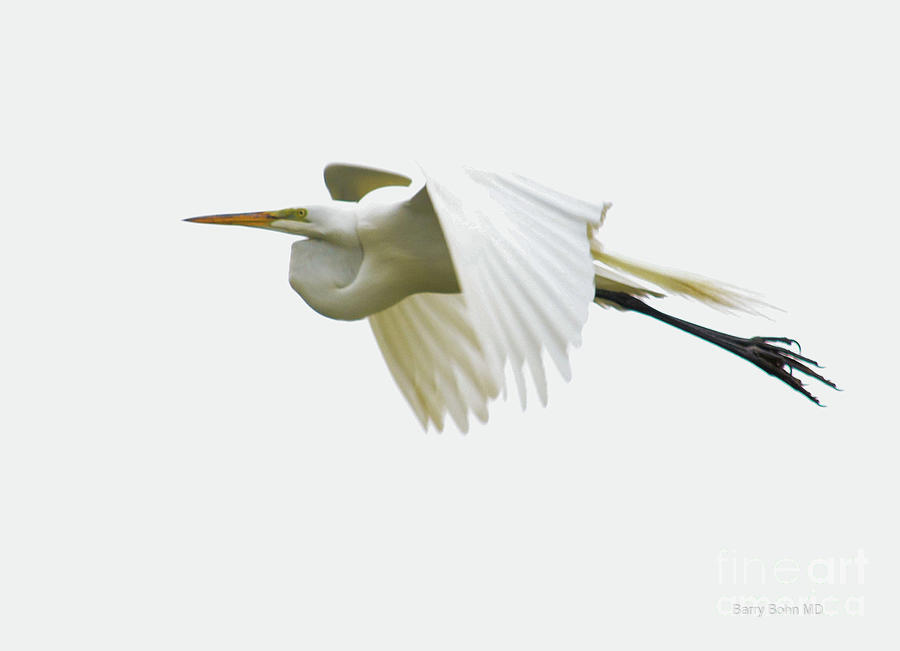 Flapping Egret Photograph by Barry Bohn