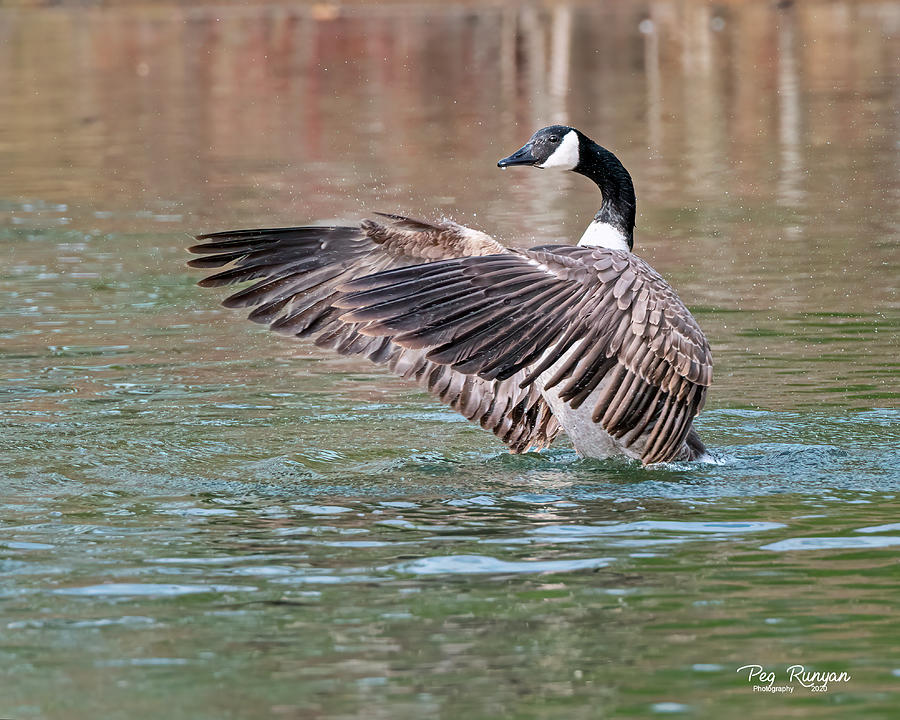 Flapping Goose Photograph by Peg Runyan