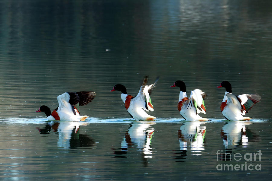 Flapping Shelduck Photograph by Terri Waters