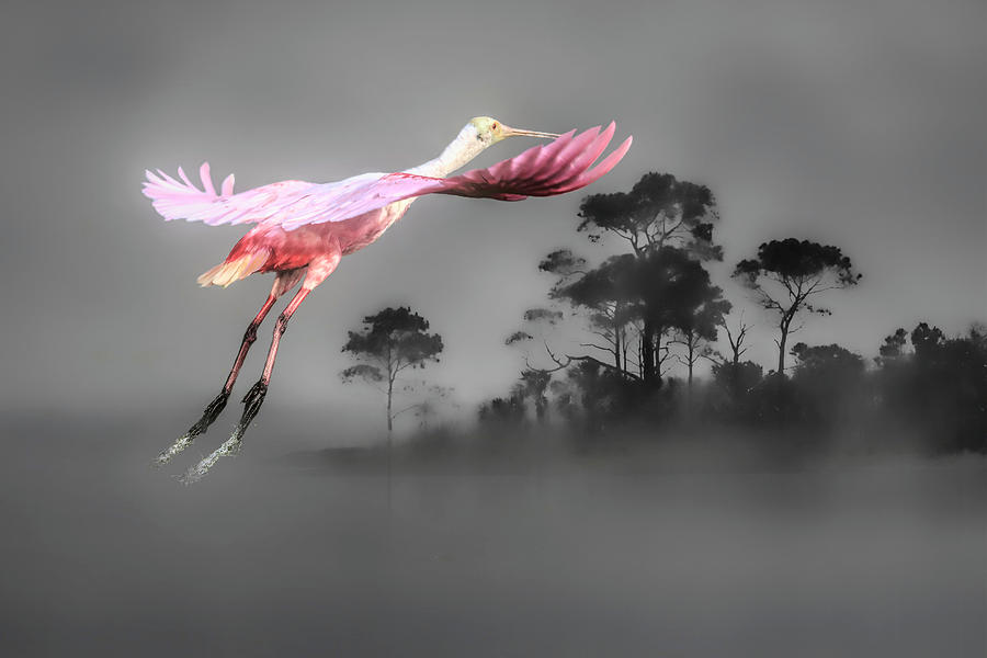 Ibis Photograph - Flash of Pink by Donna Kennedy