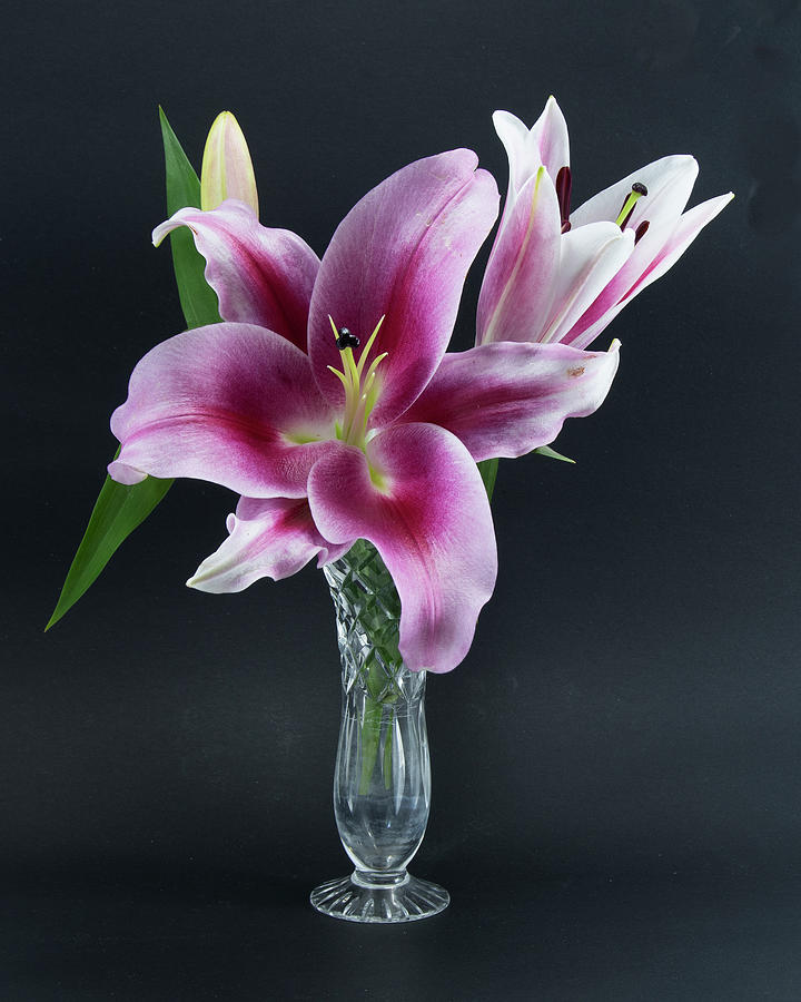 Flashpoint purple, pink and white Oriental Trumpet Lily in a cry Photograph by Geoff Childs