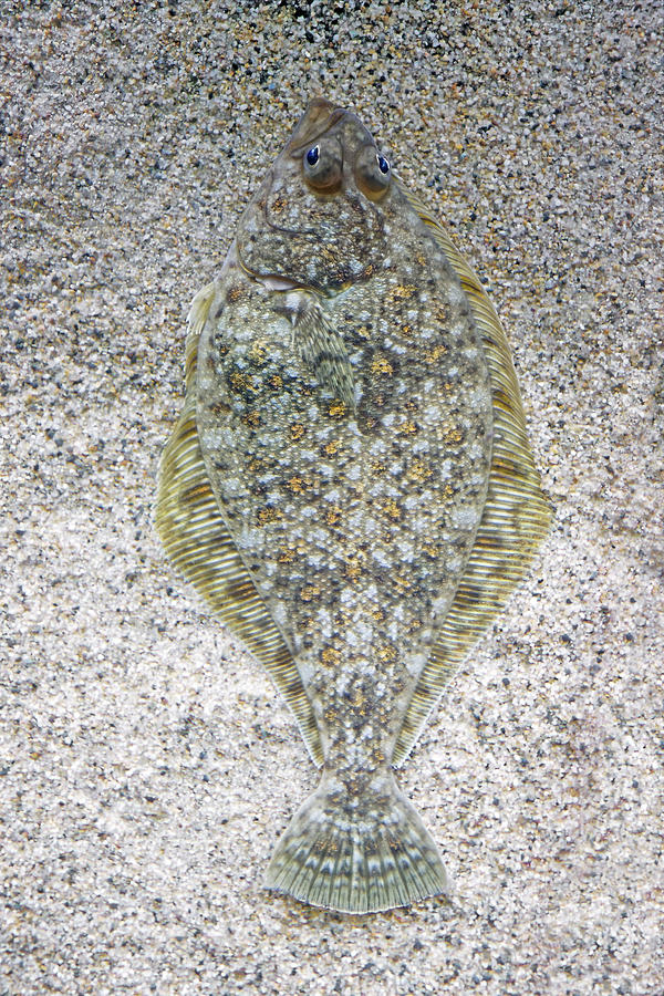 Flat - Flounder Photograph by KJ Swan
