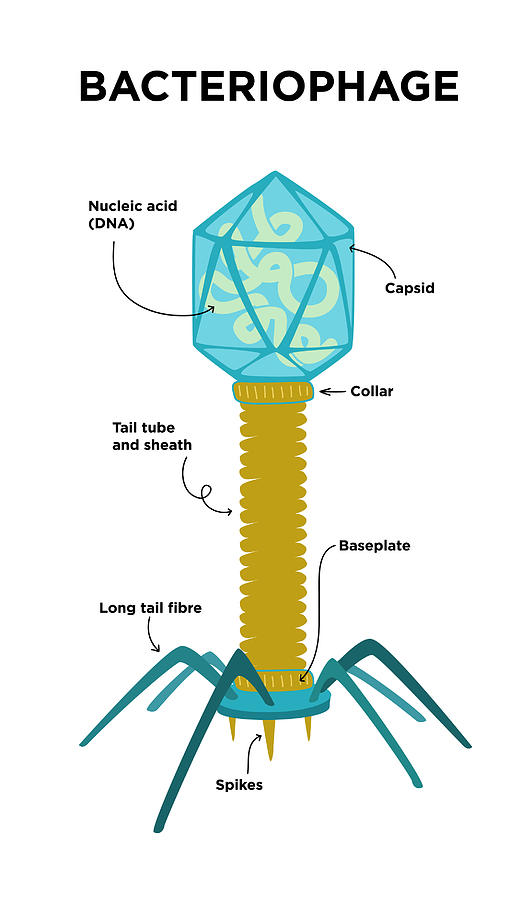 Flat Illustration of Bacteriophage structures and anatomy. Drawing by Kristina Dukart