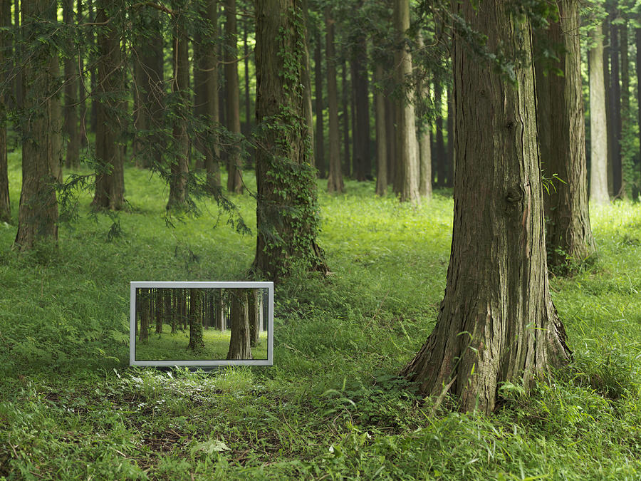 Flat TV placed in the forrest Photograph by Flashfilm
