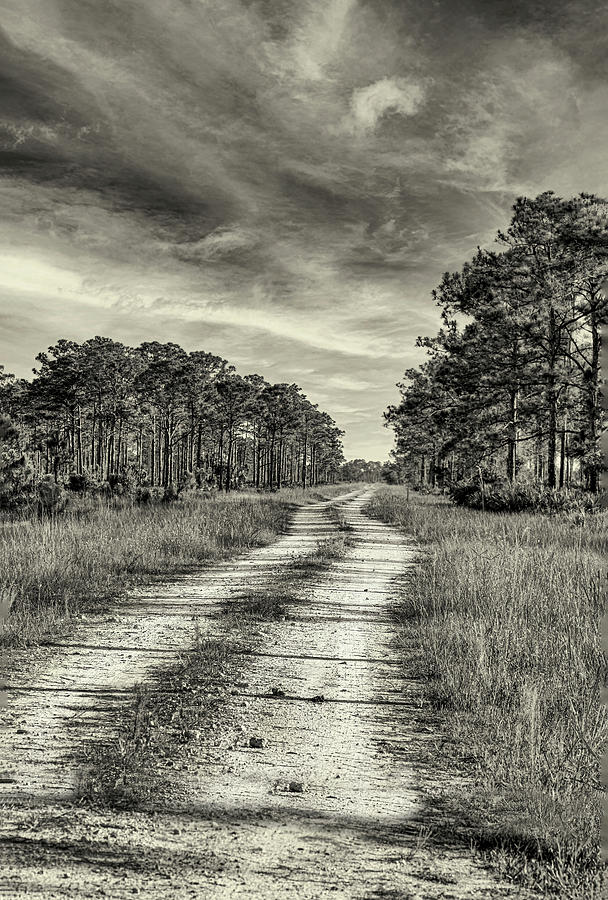 Flatwoods dirt Road Photograph by Gordon Ripley
