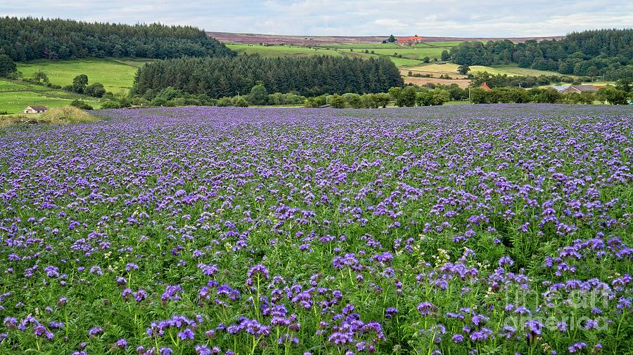 Fields of Phaceclia Flowers in Yorkshire Photograph by Martyn Arnold