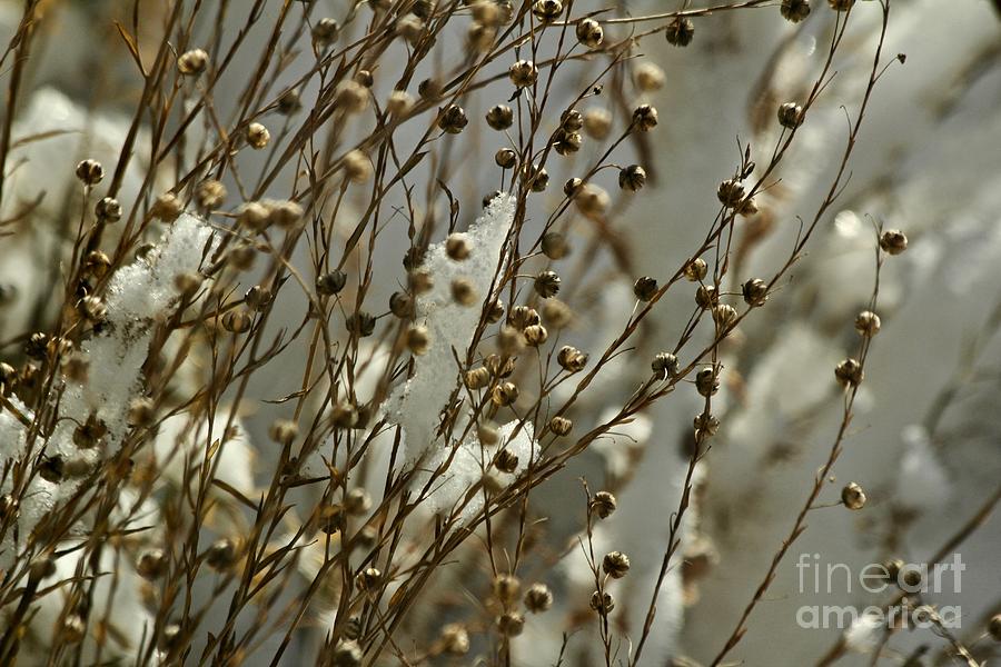 Flax in Winter Photograph by Ann E Robson