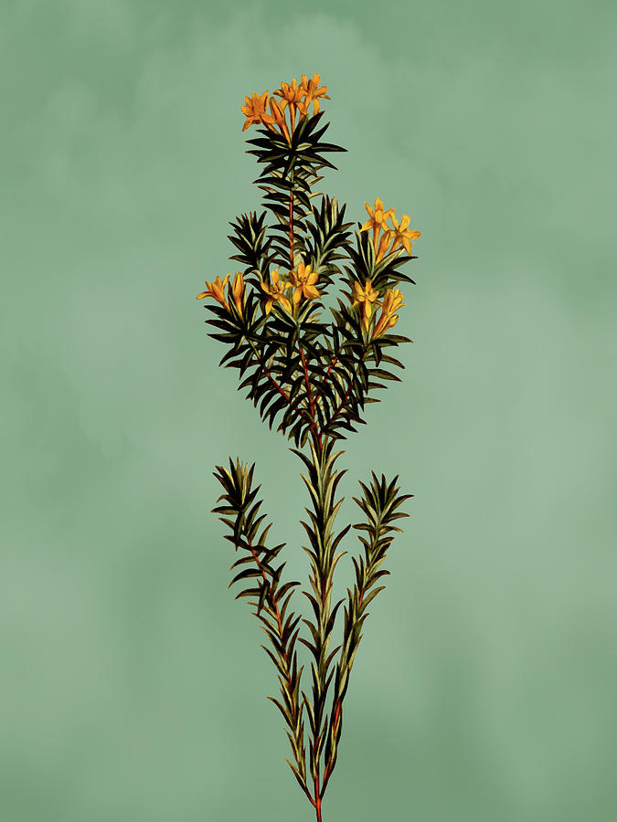 Flax leaved gnidia flower on Misty Green With Dry Brush Effect Mixed Media by Movie Poster Prints