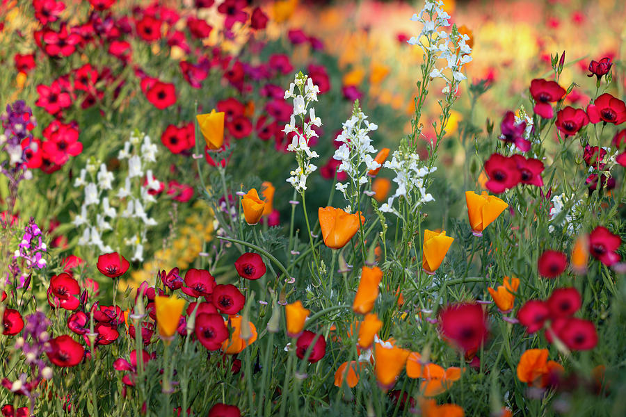 Flax, Poppies and Linaria at sunset Photograph by Vanessa Thomas