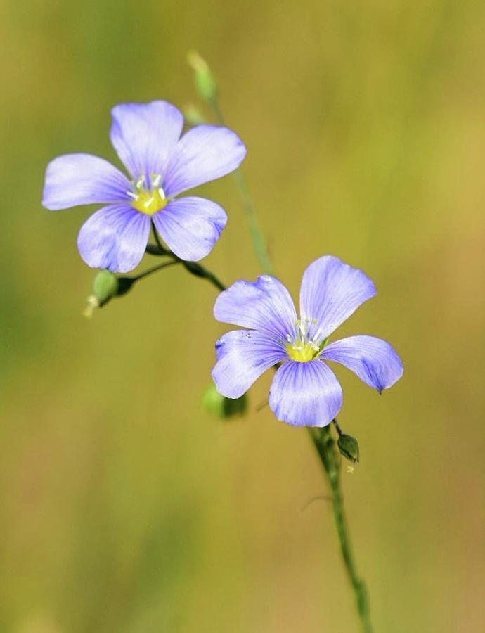 Flax Wildflower  Photograph by Scott Gould