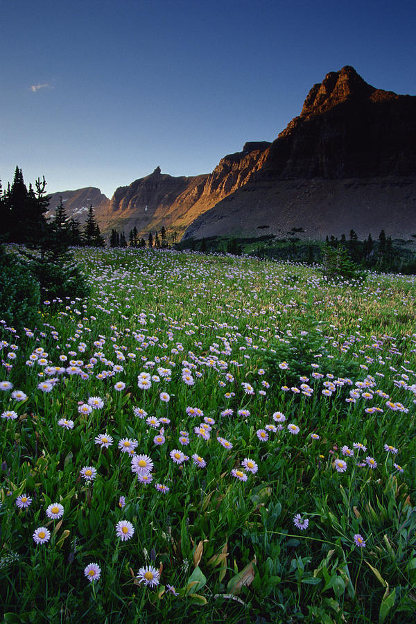 Fleabane in alpine meadow at Logan Pass , Glacier National Park , Montana Photograph by Comstock