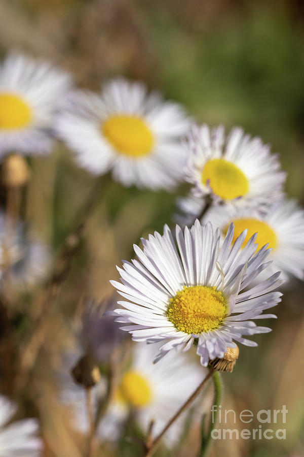 Autumn Photograph - Fleabane by Nicki Hoffman Autumn Photograph - Fleabane by Nicki Hoffman