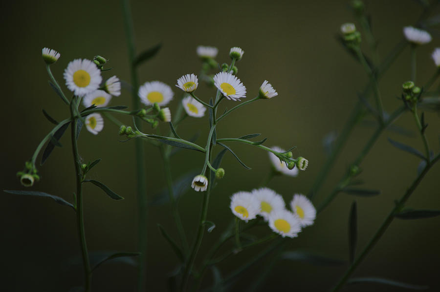 Fleabane Wildflowers In The Darkness Of Shade Trees Photograph