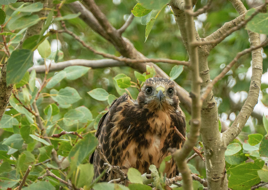 Hawk Photograph - Fledgeling Hawk by Phil And Karen Rispin