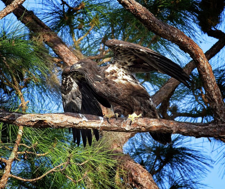 Fledging Bald Eagle Photograph by Ronald Lutz
