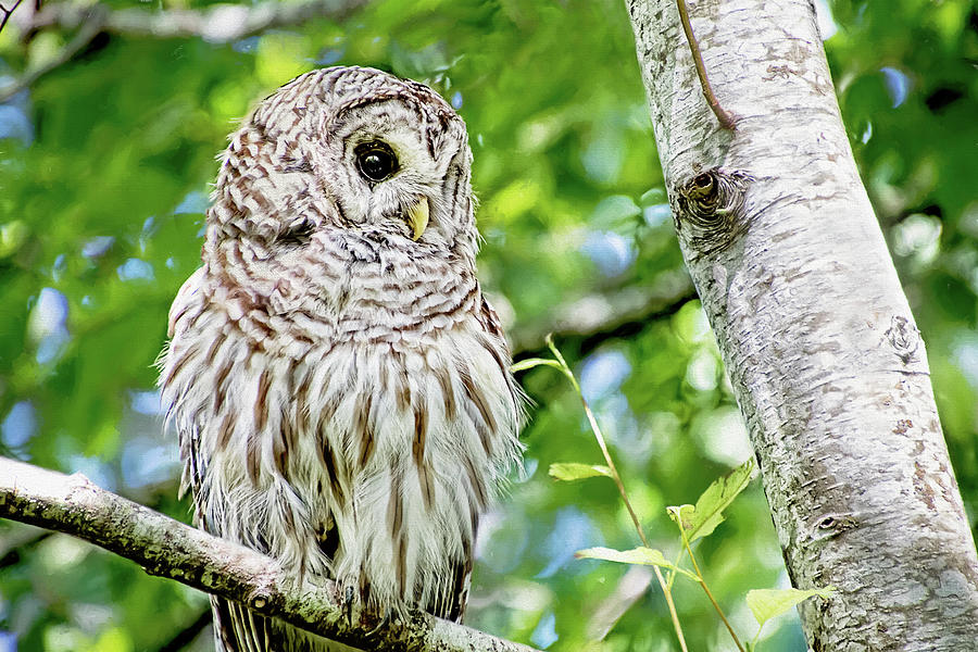 Fledgling Hoot Owl Photograph by Peggy Collins