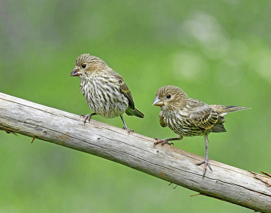 Fledgling House Finches Photograph by Stuart Harrison