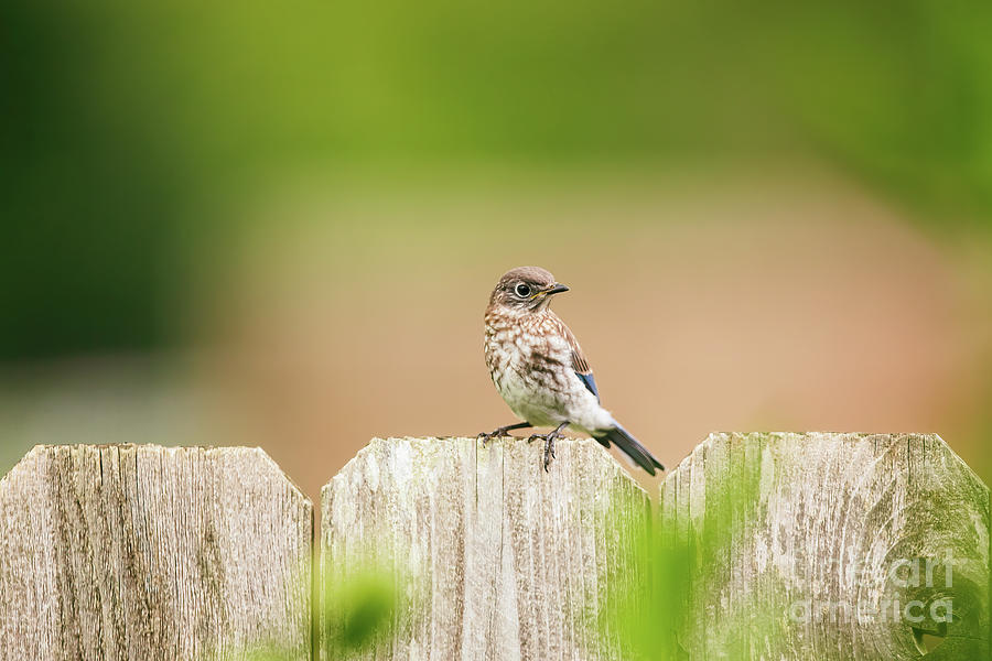 Fledgling on the Fence Photograph by Scott Pellegrin