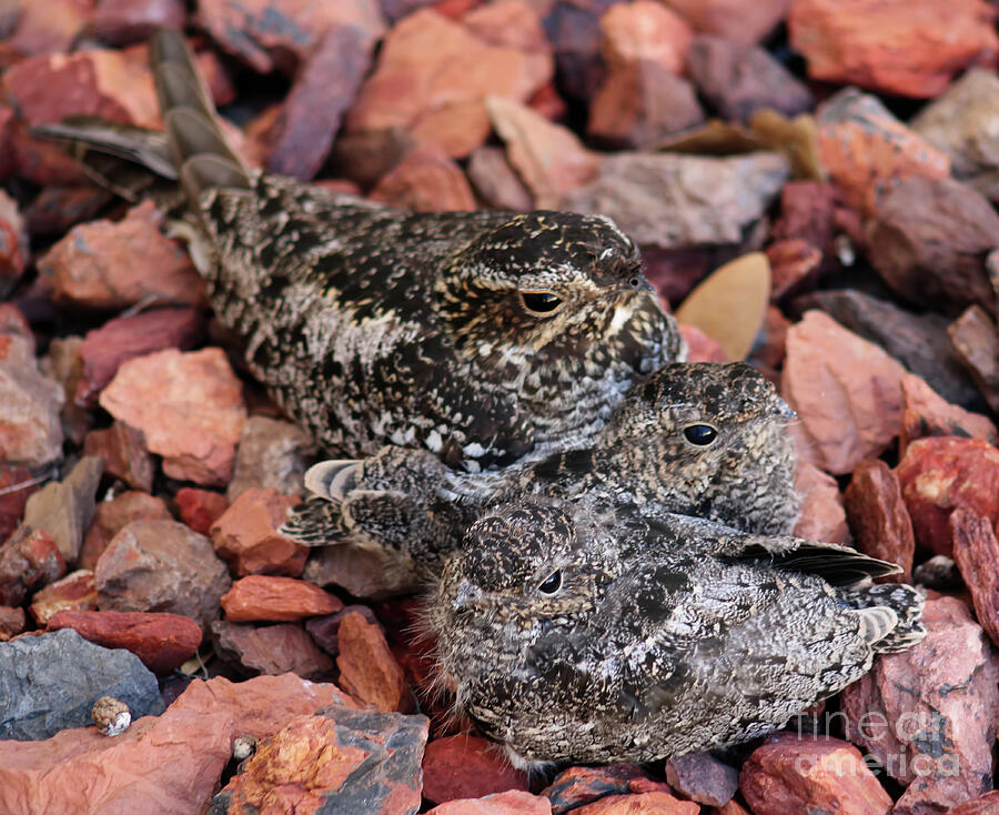 Fledglings and Mother Nighthawks Photograph by D Hackett