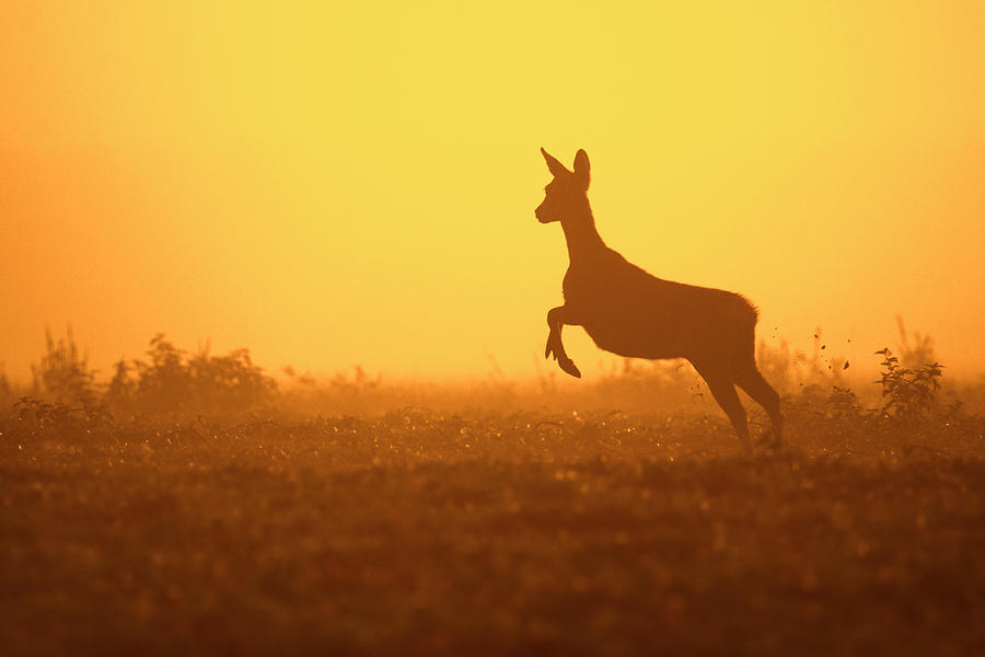 Fleeing Roe Deer at Sunset Photograph by Arterra Picture Library