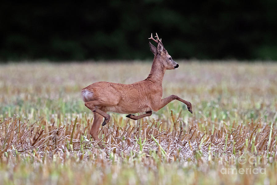 Fleeing Roe Deer Buck Photograph by Arterra Picture Library