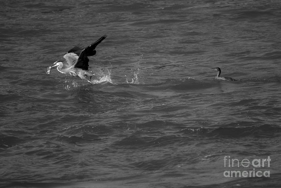 Fleeing The Hungry Cormorant Black And White Photograph by Adam Jewell