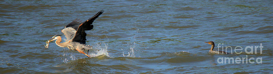 Fleeing The Hungry Cormorant Panorama Photograph by Adam Jewell