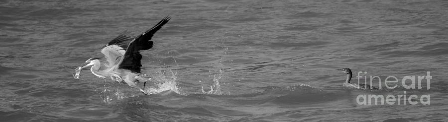 Fleeing The Hungry Cormorant Panorama Black And White Photograph by Adam Jewell