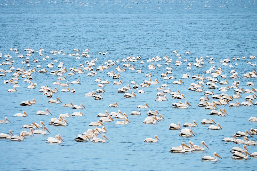 Fleet of American White Pelicans Photograph by Debra Martz