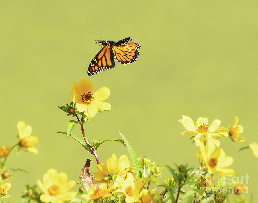 Fleeting Monarch Butterfly Photograph by Dennis Hammer