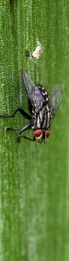 Flesh fly vertical green Photograph by Jouko Lehto