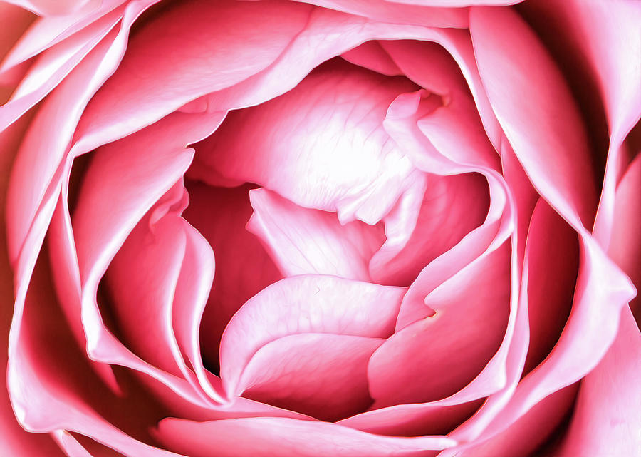 Flesh Of A Rose - Pink Photograph by Bill and Linda Tiepelman
