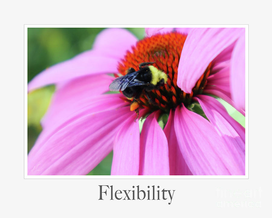 Flowers Still Life Photograph - Flexibility by D Lee