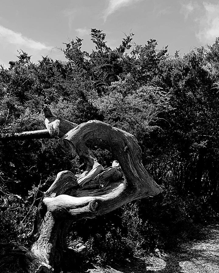 Flexing Tree in Black and White Photograph by Lee Darnell
