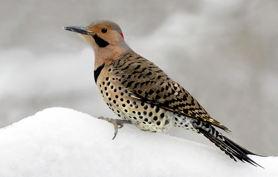 Flicker and Ice Photograph by Art Cole
