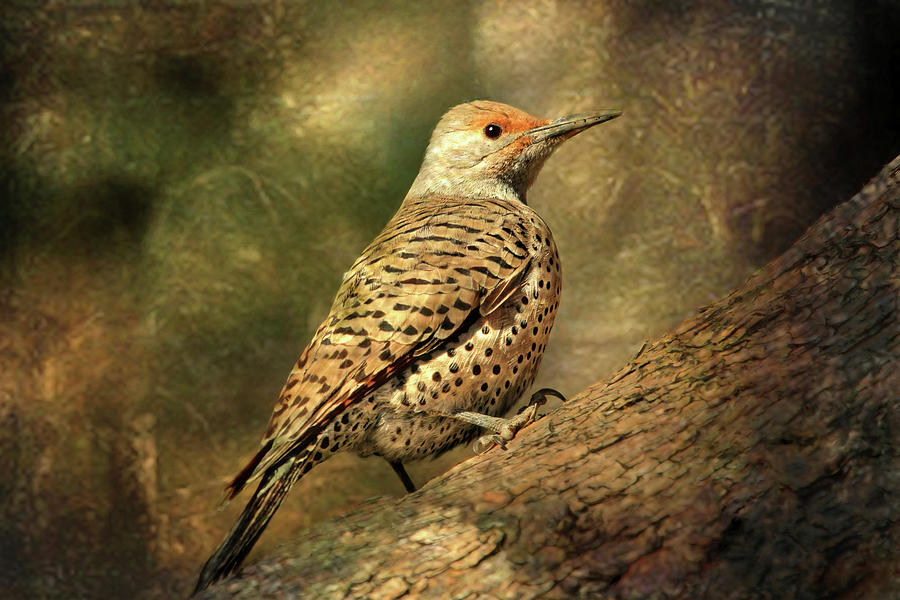 Flicker in a Tree Photograph by Donna Kennedy