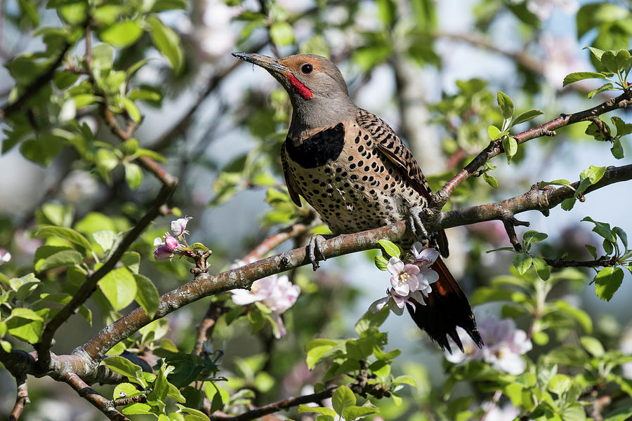 Flicker in an Apple Tree Photograph by Robert Potts
