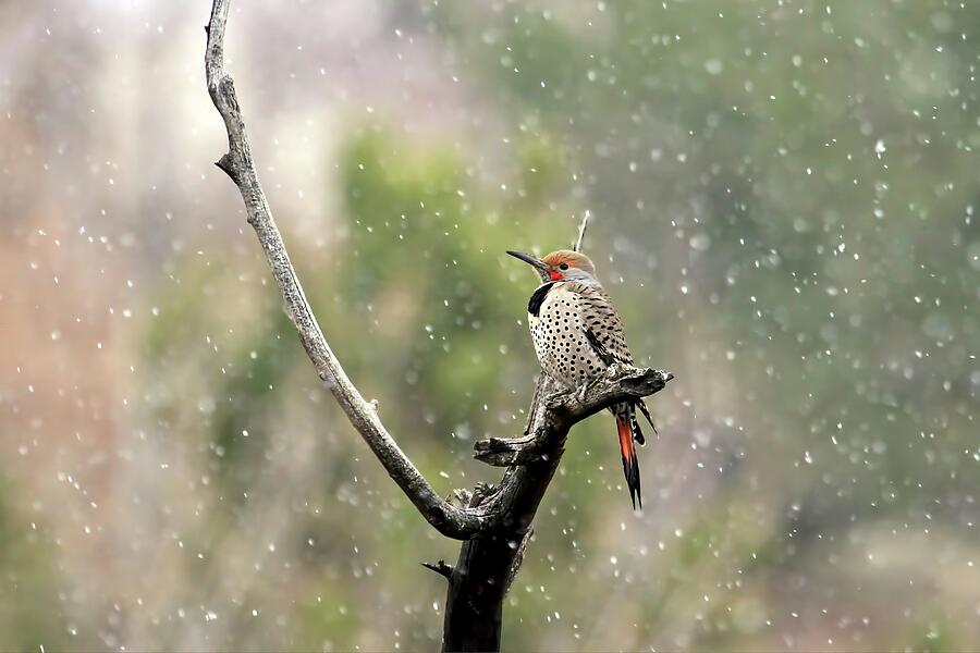 Woodpecker Photograph - Flicker in the Rain by Donna Kennedy