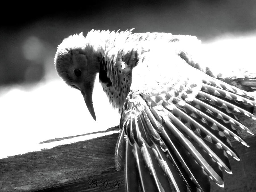 Flicker on a Fence - Bird Photography - Avian Art - Flicker Chick Photograph by Brooks Garten Hauschild