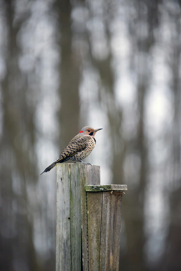 Flicker On A Post Photograph