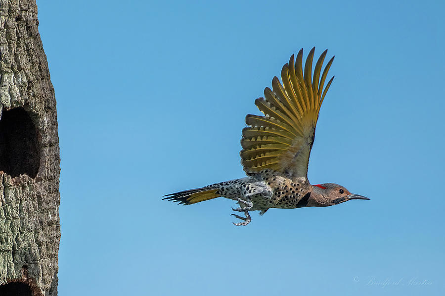 Flicker on the Fly Photograph by Bradford Martin
