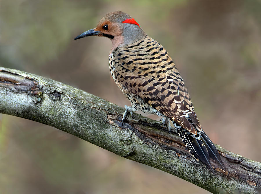 Flicker Time Photograph by Art Cole