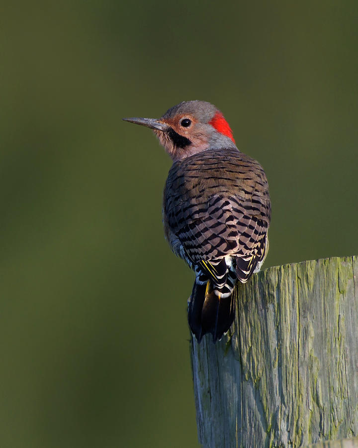 Flicker Photograph by Timothy McIntyre