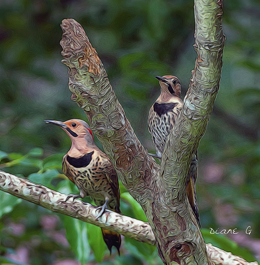 Flicker Woodpeckers Photograph by Diane Giurco