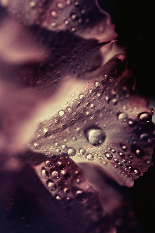 Flickering Droplets Photograph by Jenny Rainbow