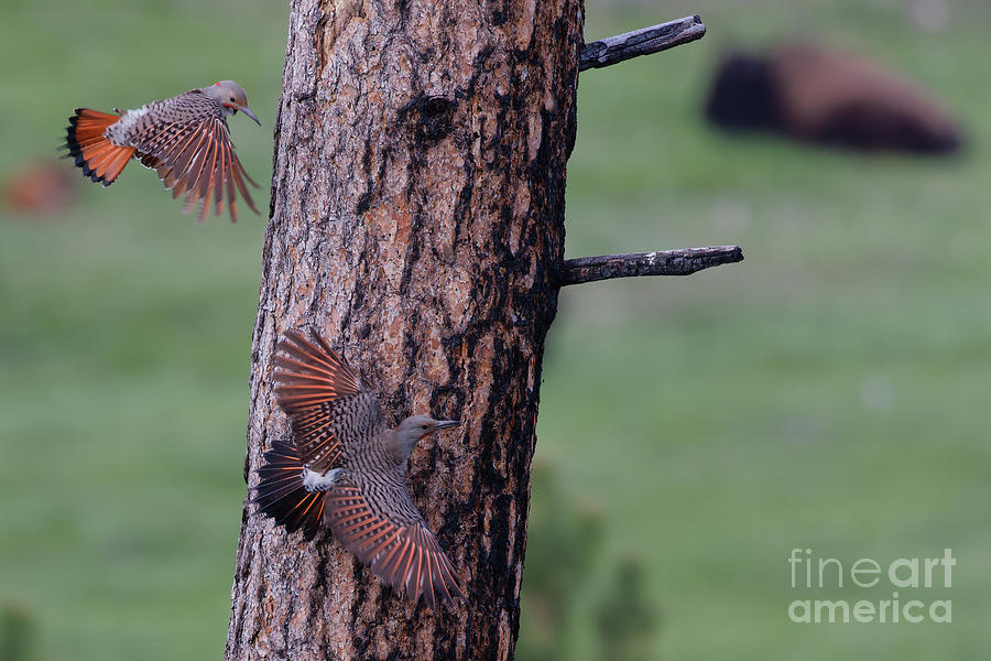 Flickers in Custers State Park, South Dakota Photograph by Natural Focal Point Photography