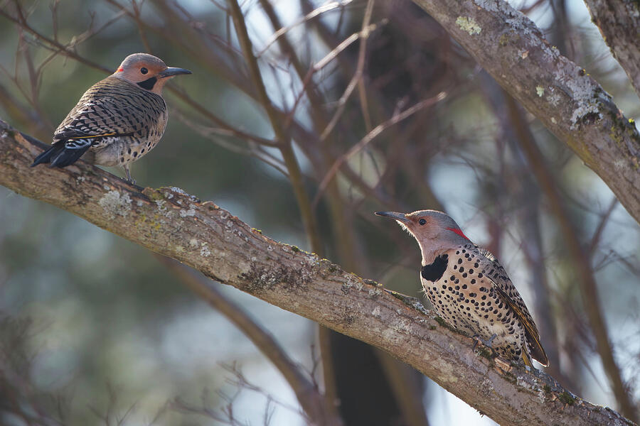 Bird Photograph - Flickers by Unbridled Discoveries Photography LLC