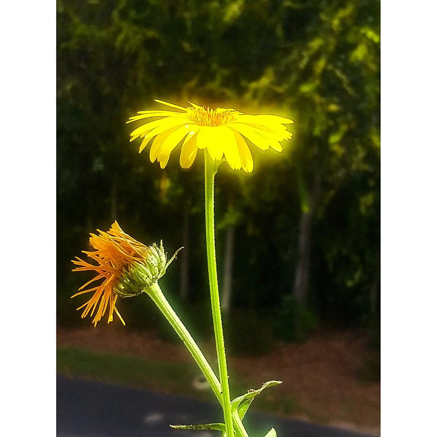 Sunlight Painting - Flickr of Light by Vickie Hibler Sunlight Painting - Flickr of Light by Vickie Hibler